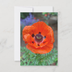 Orange Oriental Poppy & Lavender Flowers Card