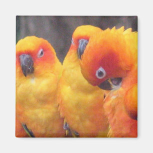 Orange Parrot Magnet