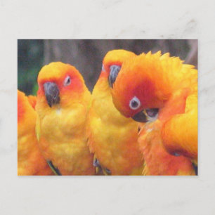 Orange Parrot Postcard