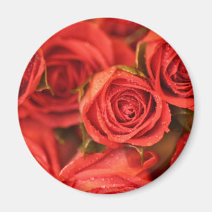 Orange peachy roses photo art magnet
