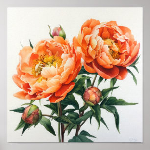 Orange Peonies Flower Art Print Poster