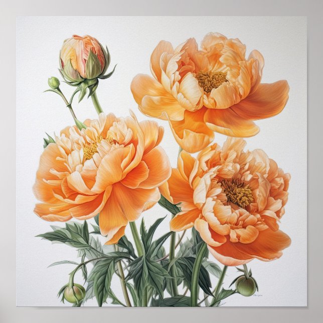 Orange Peonies Flower Art Print Poster (Front)
