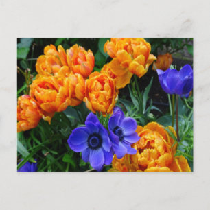 Orange Peony Tulips & Blue Anemones DIY Postcard