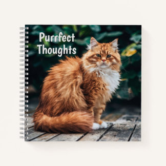 Orange Persian Cat Notebook