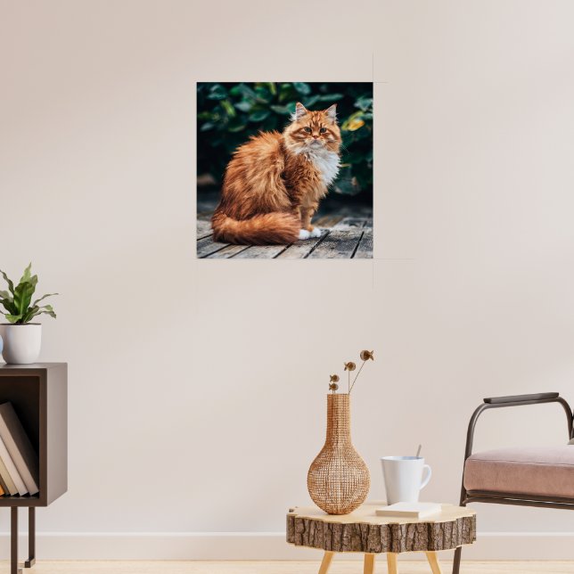 Orange Persian Cat Poster (Living Room 3)