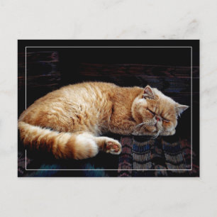 Orange Persian Cat sleeping Postcard