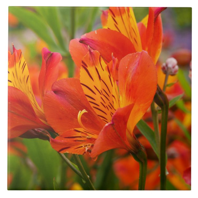 Orange Peruvian Lily Ceramic Tile (Front)