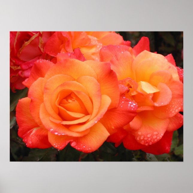 Orange & Pink Roses Poster (Front)