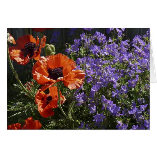 Orange Poppies Blank Greeting Card Poppies