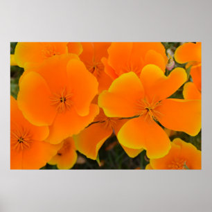 Orange Poppies in Spring Poster