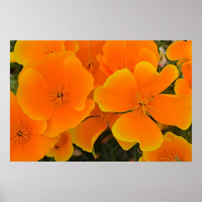 Orange Poppies in Spring Poster (Front)