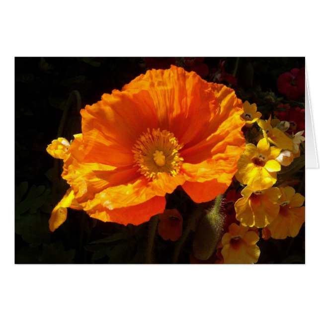 Orange Poppy (Front Horizontal)