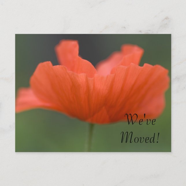 Orange Poppy Change of Address Announcement Postcard (Front)