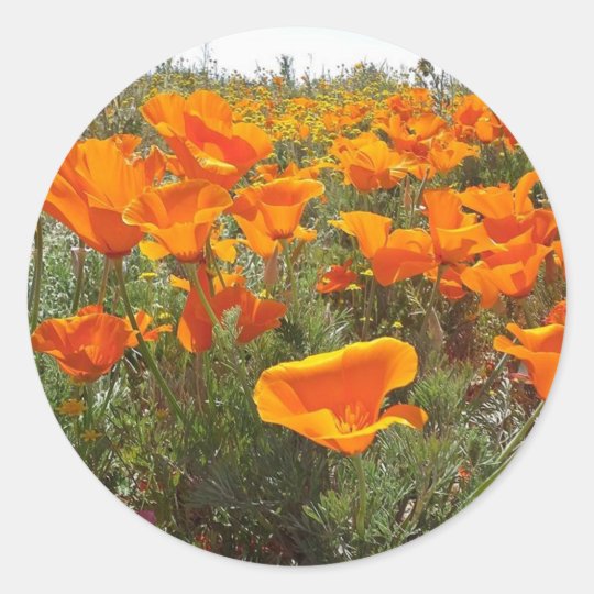 Orange Poppy Field of Flowers Classic Round Sticker