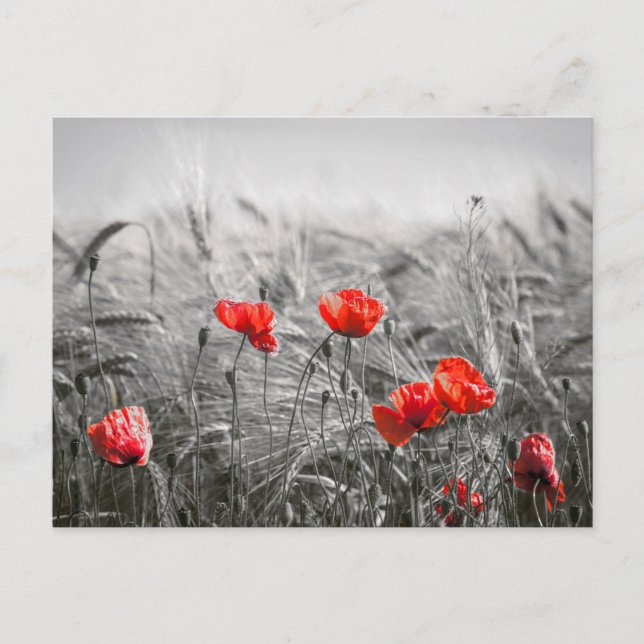Orange Poppy Flower Field Minimalist Photography  Postcard (Front)