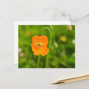 Orange Poppy Flower On Green Summer Photograph Postcard