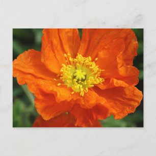 Orange Poppy Flower Postcard