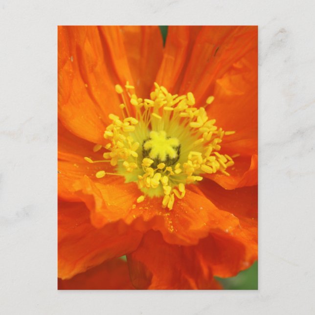 Orange Poppy Flower Postcards (Front)