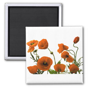 Orange Poppy Flowers Watercolor Floral Patterns Magnet