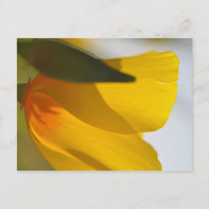 Orange Poppy Postcard