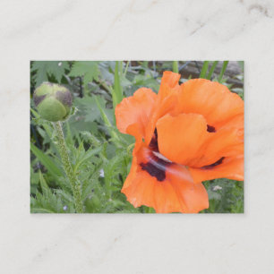 Orange Poppy Postcard