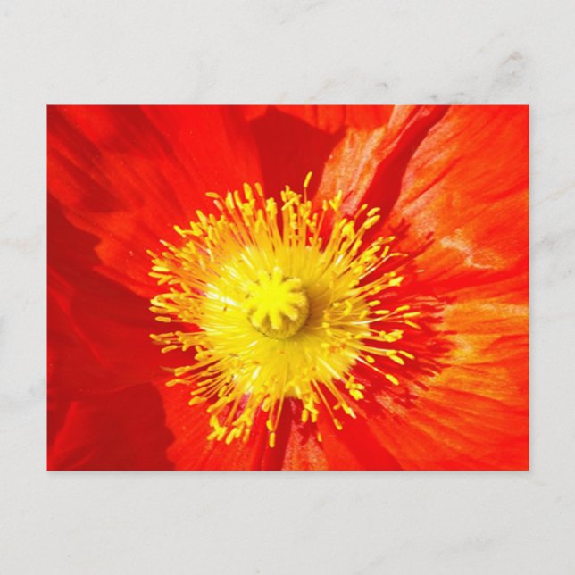Orange Poppy Postcard (Front)