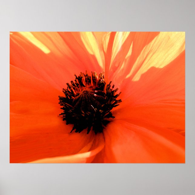Orange poppy poster (Front)