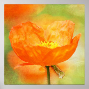 Orange Poppy Poster