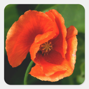 Orange Poppy Square Sticker