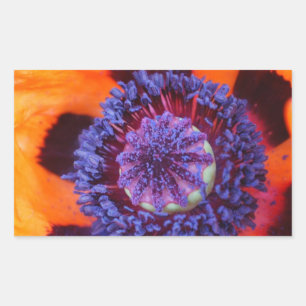 Orange Poppy Up Close Rectangular Sticker