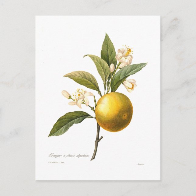 Orange Postcard (Front)