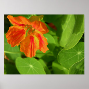 orange poster