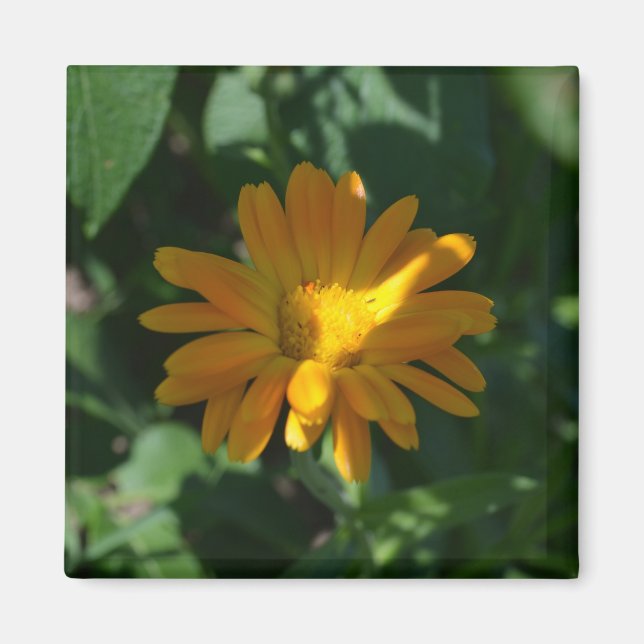 Orange Pot Marigold Flower (Calendula officinalis) Magnet (Front)