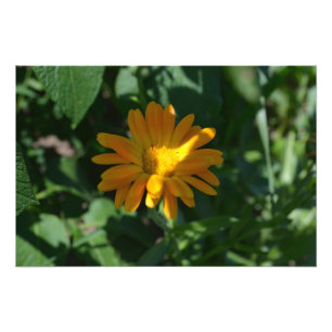 Orange Pot Marigold Flower Personalised Photo Print