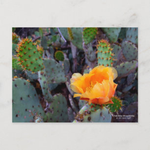 Orange Prickly Pear Cactus Flower Blossom Postcard