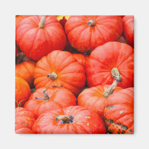 Orange pumpkins at market, Germany Magnet