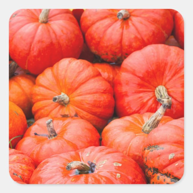 Orange pumpkins at market, Germany Square Sticker (Front)