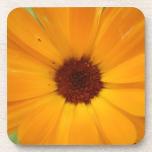 Orange Rain Daisy Cork Coaster