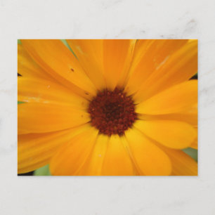 Orange Rain Daisy Postcard