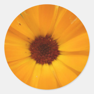 Orange Rain Daisy Stickers