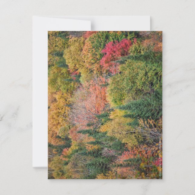 Orange Red Bushes Thank You Card (Front)