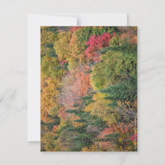 Orange Red Bushes Thank You Card