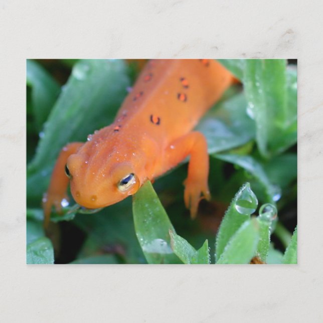 Orange Red Eft Salamander Nature Postcard (Front)