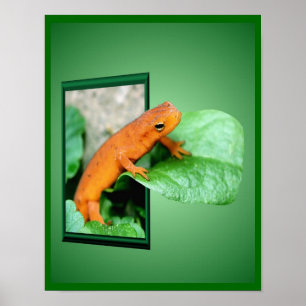 Orange Red Eft Salamander Out Of Frame Poster