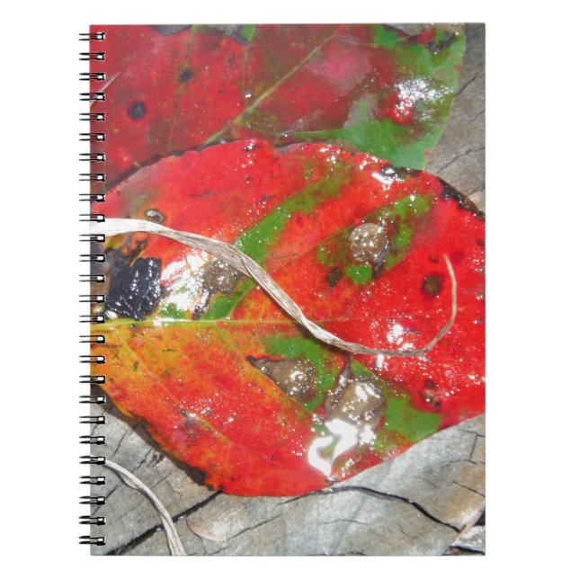 Orange, Red, Green,Yellow fall leaf Notebook (Front)