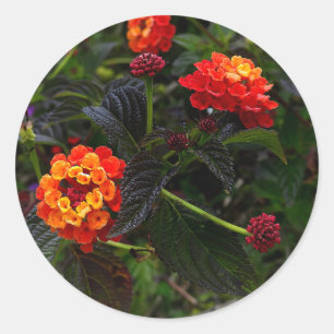 Orange Red Trailing Lantana #1 Stickers