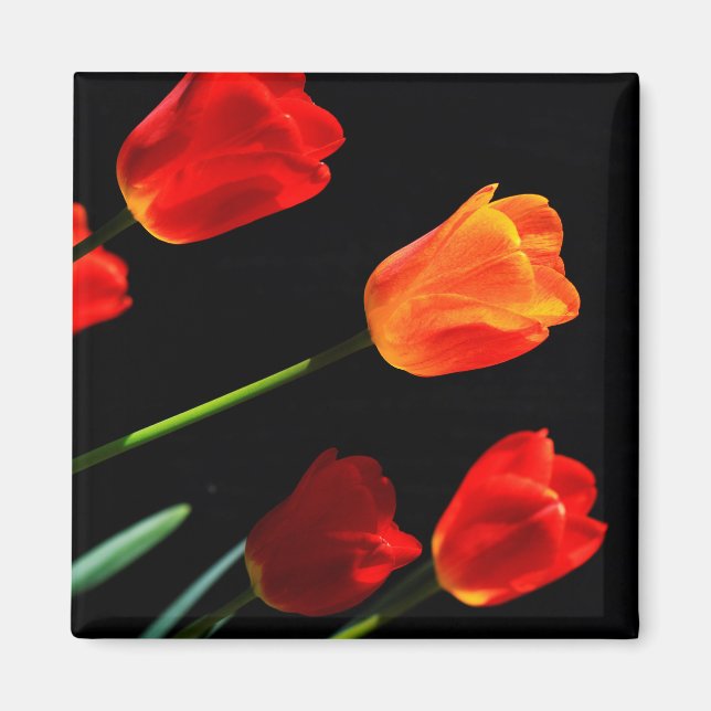 Orange Red Tulip Flowers Black Background Magnet (Front)