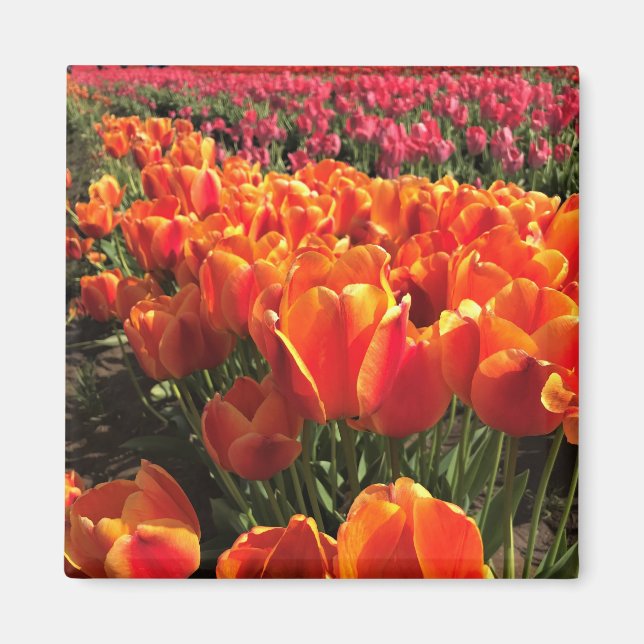 Orange & Red Tulips Magnet (Front)