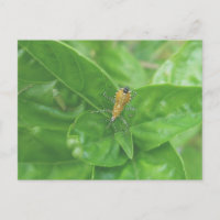 Orange Reduviid Postcard