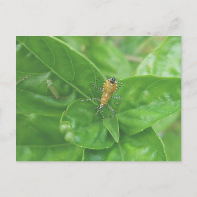 Orange Reduviid Postcard (Front)